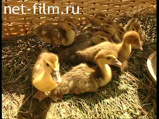 Footage Brood of ducklings. (1998)