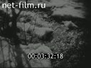 Film Maksim Gorky. (1941)