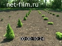 Footage Forest-steppe experimental breeding station. (2012 - 2013)