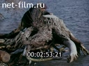 Фильм Байкальские лимнологи. (1974)