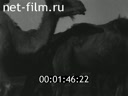 Footage At the steppes of Volga. (1927 - 1928)