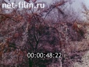 Film Siberian Balm. (1968)
