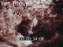 Film At the edge of nepugannyh birds.. (1994)