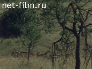 Film Wildlife Gondwana.. (1973)