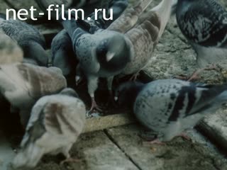 Film The Hunting of Doves. (1988)