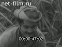 Новости Зарубежные киносюжеты 1970 № 2222