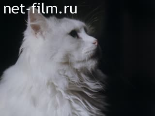 Фильм Только кошки.. (1993)