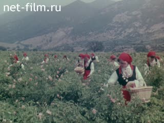 Film Flowers, Bulgaria. (1969)