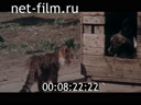 Film Siberian account. (1983)