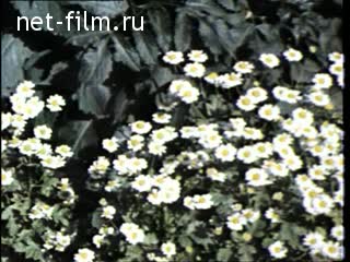 Newsreel Moscow 1976 № 27 Our yard.