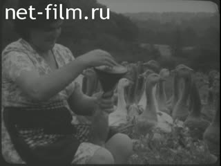 Новости Зарубежные киносюжеты 1972 № 3176