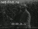 Сюжеты Выращивание кукурузы в СССР. (1958 - 1959)