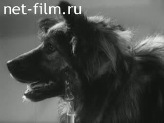 Фильм Во имя человека. (1954)