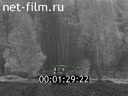Фильм Комплексные лесные предприятия. (1981)