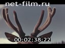 Film When the Altai bloom lights. . .. (1965)