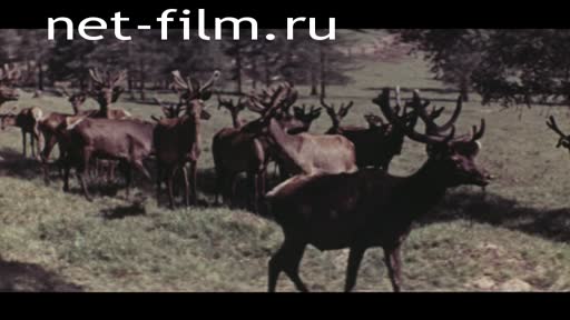 Film When the Altai bloom lights. . .. (1965)