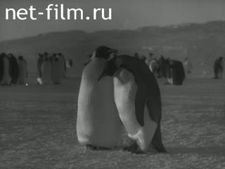 Film The Story about Penguins.. (1958)