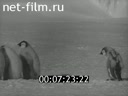 Фильм Повесть о пингвинах.. (1958)