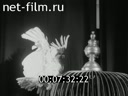 Киножурнал Ленинградская кинохроника 1966 № 6