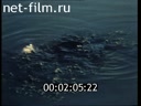 Фильм Белое море не белое пятно.. (1987)
