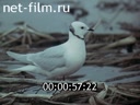 Film Walking Yerofei Habarova. (1983)