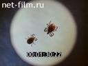 Фильм Внимание, клещевой энцефалит!. (1971)