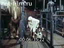 Фильм Интенсивная технология продуктивного коневодства. (1987)