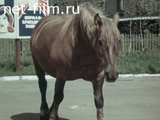 Film Intensive technology productive horse breeding. (1987)