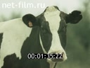 Film The organization of livestock breeding. (Domestic animals). (1990)