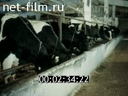 Фильм Организация племенного животноводства. (Отечественные породы скота). (1990)