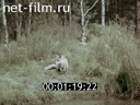 Film Grey neck. (1980)