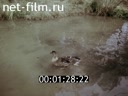 Фильм Серая шейка. (1980)