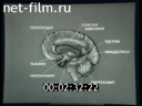 Film Physiology of motivations and emotions. (1989)