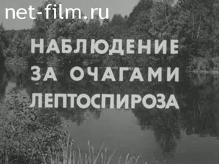 Film Observation of foci of leptospirosis.. (1982)