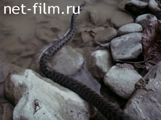Film Biogeocoenosis. (1987)