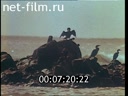 Фильм Нерестовые речки, заповедные острова.. (1993)