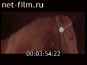 Фильм Конь и всадник. (Кентавр). (1978)