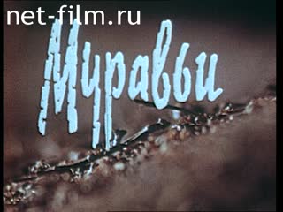 Фильм Муравьи. (1970)