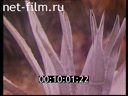Film The wonders of the Botanical world. (1995)