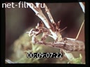 Film Mantis playing hide and seek. (1988)