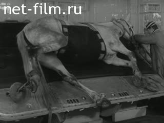 Footage In the veterinary clinic of the Central Moscow Hippodrome. (1971)