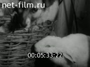 Footage Friendship of puppies and rabbit. (1970 - 1979)