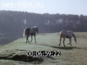 Киножурнал Звездочка 1982 № 33