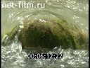 Footage The nature of the Caucasus. (2000 - 2009)