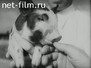 Newsreel Aus Dem Generalgouvernement Filmbericht 1941 № 6