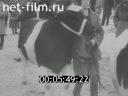 Киножурнал Киноотчет из Генерал-Губернаторства 1942 № 23953