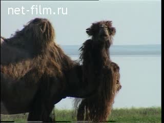 Film Steppe (Country guingmov).. (2005)