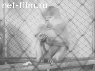 Newsreel Science and technology 1947 № 12 XXX years of the October Socialist Revolution