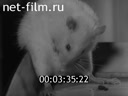 Newsreel Science and technology 1970 № 9
