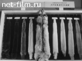 Киножурнал Советская Карелия 1966 № 11